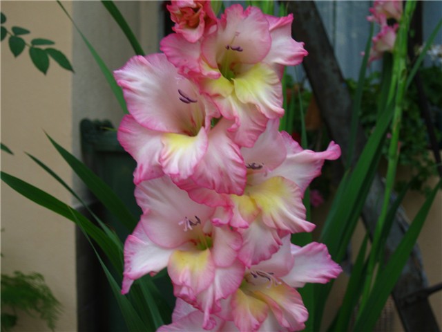 gladijola